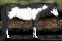 Horse Color:Brown Sabino Frame 