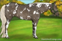 Horse Color:White Spotted Liver Chestnut
