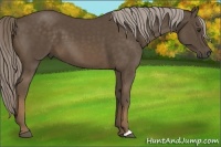 Horse Color:Chocolate Palomino 