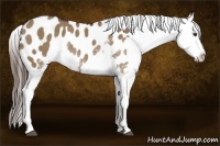 Horse Color:Liver Red Dun Sabino Blanket Rabicano
