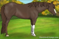 Horse Color:Liver Chestnut 