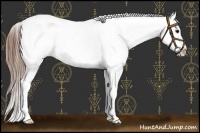 Horse Color:Brown Frame Appaloosa 