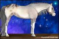 Horse Color:Bay Onyx Appaloosa 