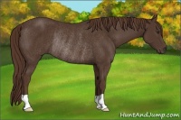 Horse Color:Liver Chestnut Rabicano 
