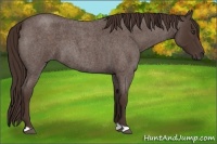 Horse Color:Liver Red Roan 