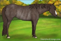 Horse Color:Liver Chestnut Rabicano 