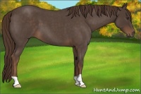 Horse Color:Liver Red Roan