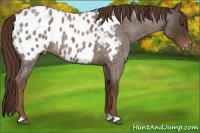 Horse Color:Liver Red Roan Appaloosa 