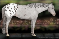 Horse Color:Liver Chestnut Appaloosa 