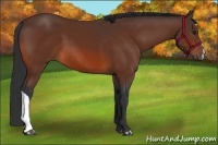 Horse Color:Bay 
