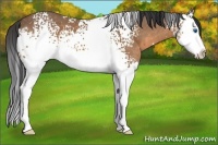 Horse Color:White Spotted Buckskin Sabino Splash 