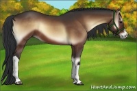 Horse Color:Bay Onyx