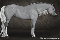Horse Color:Silver Grullo Chinchilla 