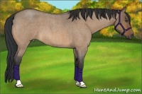 Horse Color:Bay Roan Dun 