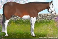 Horse Color:Bay Splash 