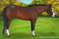 Horse Color:Bay Splash 
