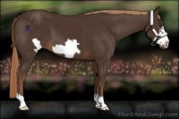 Horse Color:Liver Chestnut Frame 