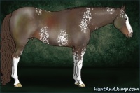 Horse Color:White Spotted Liver Chestnut 