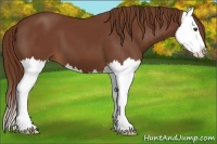 Horse Color:Chestnut Splash