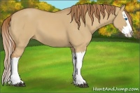 Horse Color:Red Dun Splash 