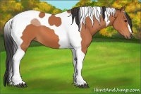 Horse Color:Bay Tobiano
