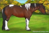 Horse Color:Bay Tobiano Rabicano 