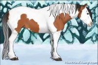 Horse Color:Bay Splash Tobiano