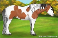 Horse Color:Bay Splash Tobiano 