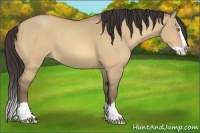 Horse Color:Amber Champagne Dun Splash 