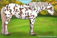 Horse Color:Chestnut Near Leopard 