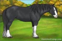 Horse Color:Black Splash
