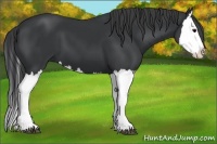 Horse Color:Black Splash 