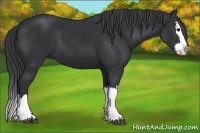 Horse Color:Black Splash 