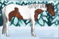 Horse Color:Bay Tobiano 
