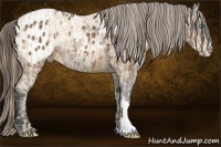 Horse Color:Perlino  and Buckskin Appaloosa 