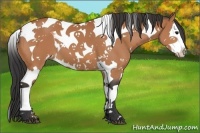 Horse Color:White Spotted Bay Splash Tobiano 