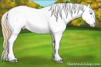Horse Color:Chestnut Sabino Splash Appaloosa 