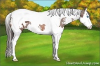 Horse Color:Bay Sabino Splash Tobiano Appaloosa Rabicano