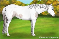 Horse Color:Brown Ice Sabino Splash Tobiano Varnish Rabicano 