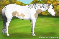Horse Color:Buckskin Dun Splash Tobiano