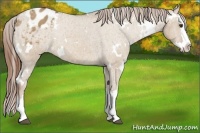 Horse Color:White Spotted Red Dun Splash Appaloosa Rabicano