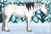 Horse Color:Bay Sabino Splash