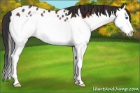 Horse Color:Bay Sabino Splash Appaloosa Rabicano 