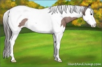 Horse Color:Bay Sabino Splash Tobiano Appaloosa Rabicano 