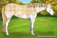 Horse Color:Plaid  Chestnut Sabino Splash 