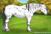 Horse Color:Black Splash Tobiano Appaloosa 