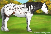 Horse Color:Brown Splash Appaloosa
