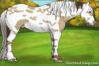 Horse Color:Classic Champagne Dun Splash Tobiano 