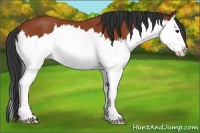 Horse Color:Bay Sabino Splash 