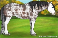 Horse Color:Bay Ice Splash 